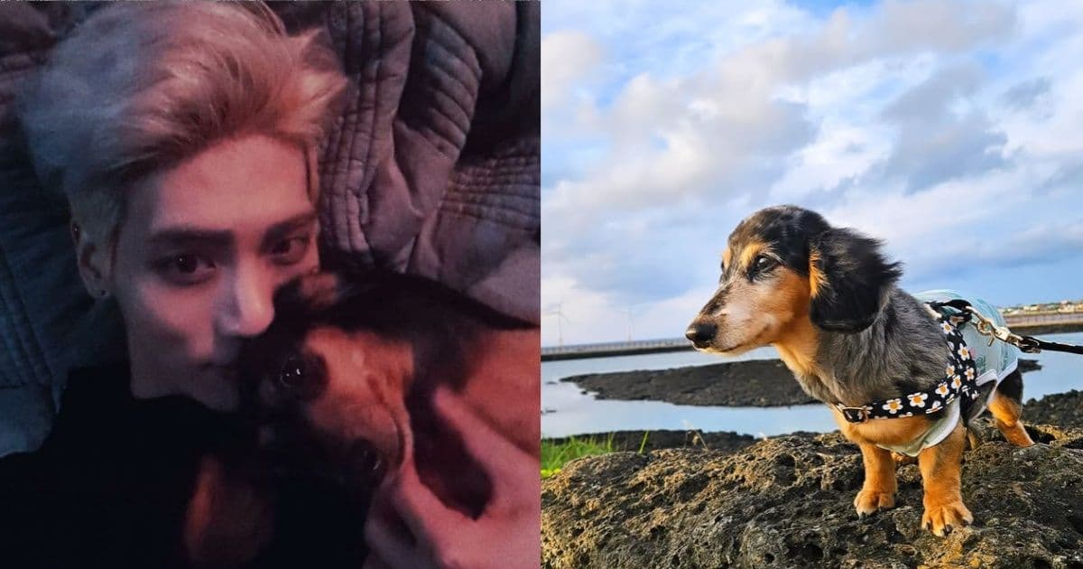 SHINee鐘鉉生前愛犬Roo離世！粉絲淚崩悼念：他們在天上重逢了