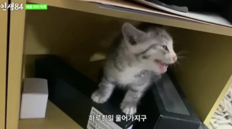 source_youtube|인생84