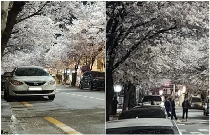 Image Source_Instagram |penomadeincorea