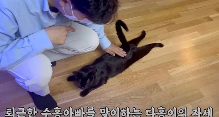 Image source_YouTube | 검은고양이 다홍 Blackcat Dahong