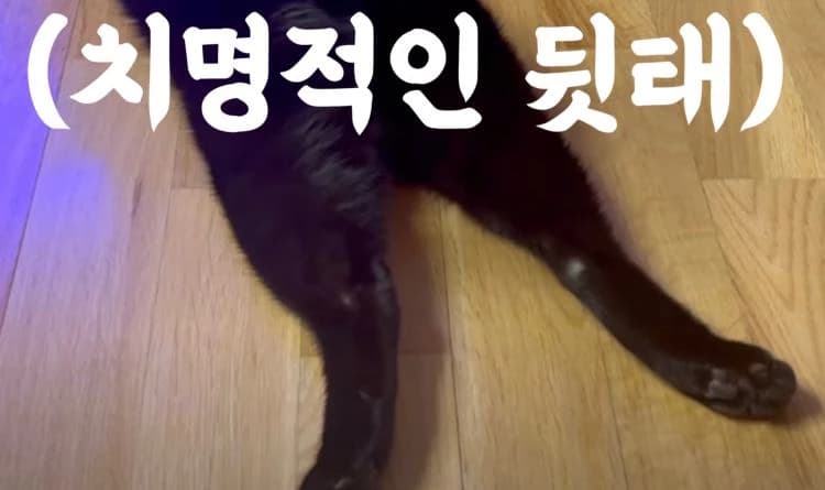 Image source_YouTube | 검은고양이 다홍 Blackcat Dahong